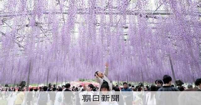 1200畳、樹齢160年の大藤が見ごろ あしかがフラワーパーク