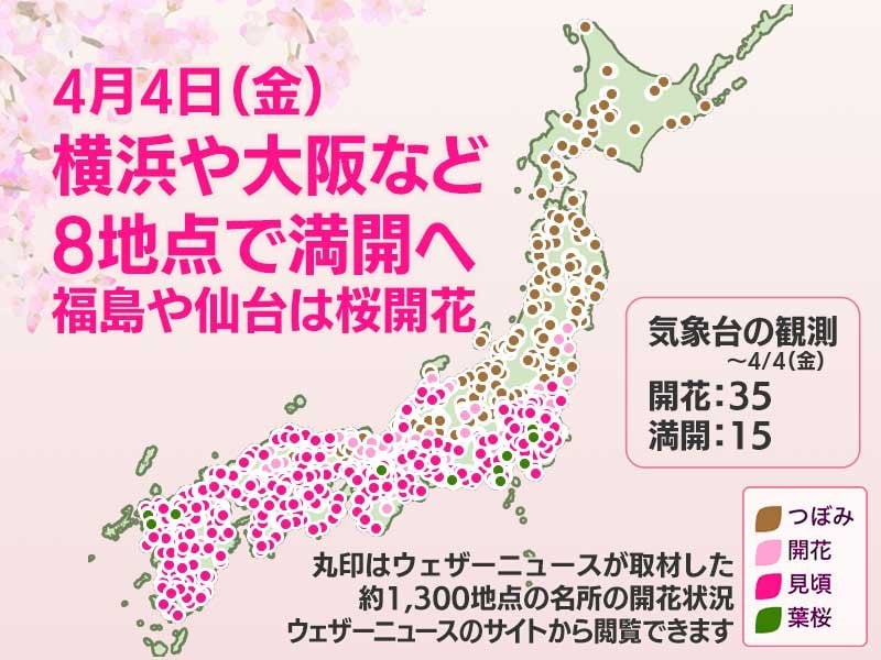 今日の桜開花状況 4月4日(金) 横浜や大阪など8地点で満開 仙台や福島で開花発表