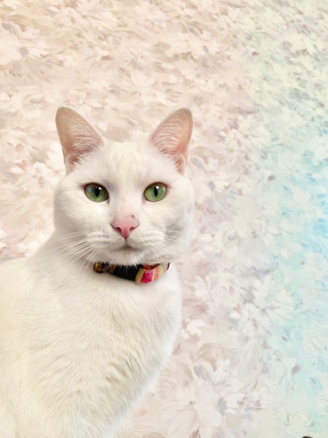 【電話回線エロ画像ダウンロード】ガラス越しの猫さんが「処理落ち界のレジェンド」！？「ドット絵みたいで可愛い」と話題に