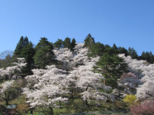 【山形県最上町】春の訪れを桜と楽しむ「もがみ桜まつり」開催！幻想的な夜桜ライトアップも - STRAIGHT PRESS