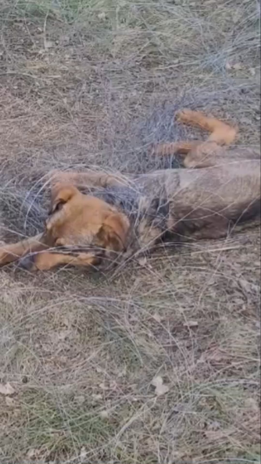 ウクライナの兵士は、有刺鉄線に閉じ込められた犬を慎重に救出します