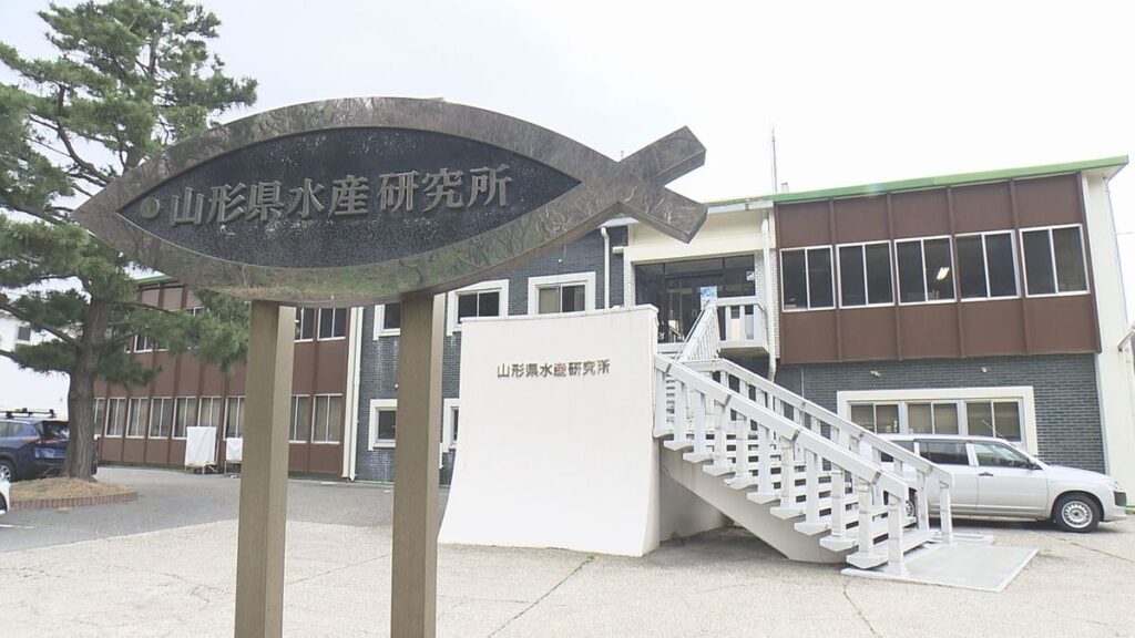 鶴岡市沖で山形県職員が潜水作業中に死亡した事故 県人事委が水産研究所に初の立ち入り調査(2025年4月11日掲載)|YBC NEWS NNN 共有