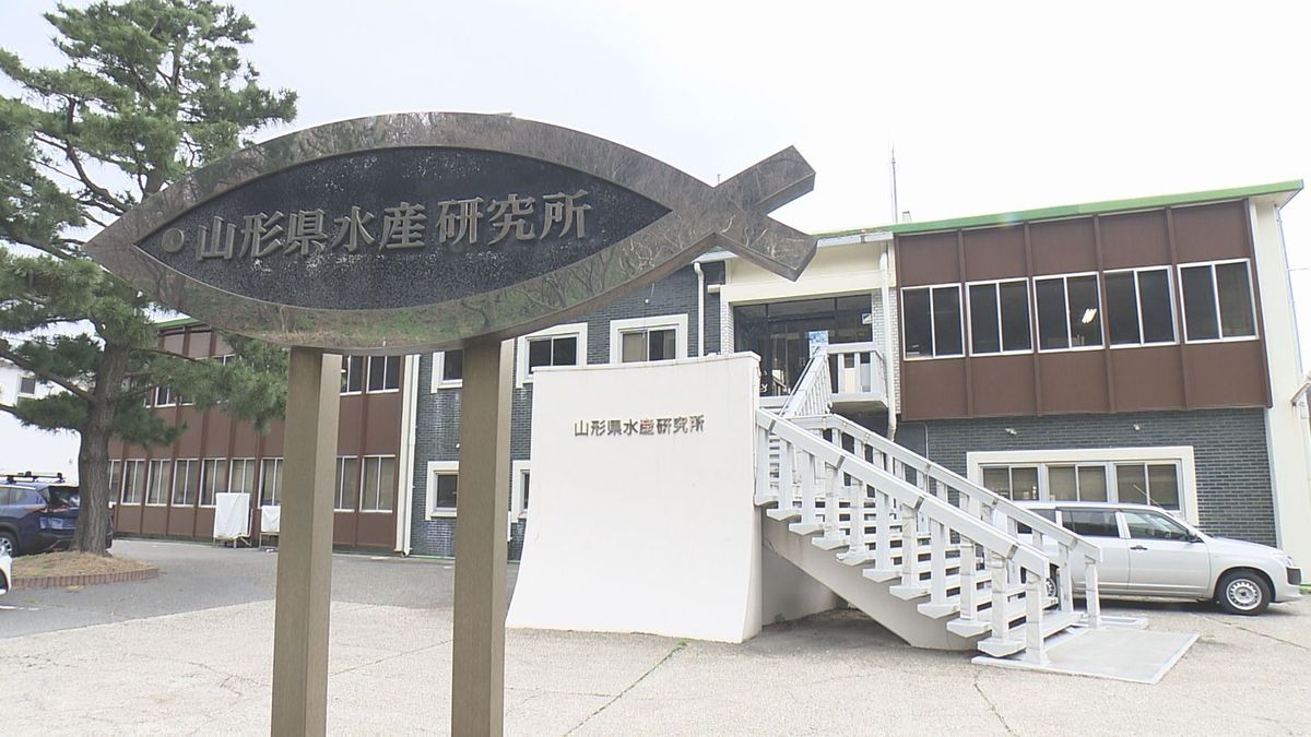 鶴岡市沖で山形県職員が潜水作業中に死亡した事故 県人事委が水産研究所に初の立ち入り調査