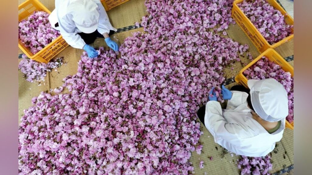 桜の花の塩漬け、八重桜の産地・神奈川県秦野市で生産最盛期…一つ一つ手でほこりを取り除く