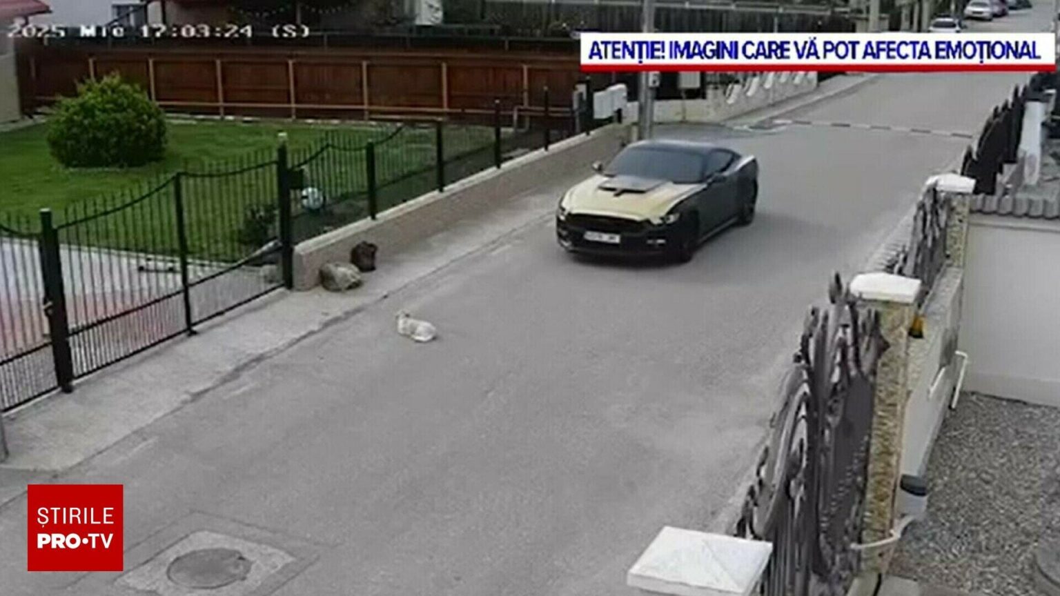 Argeșのドライバーが車の子犬を踏みましたが、通りは無料でした
