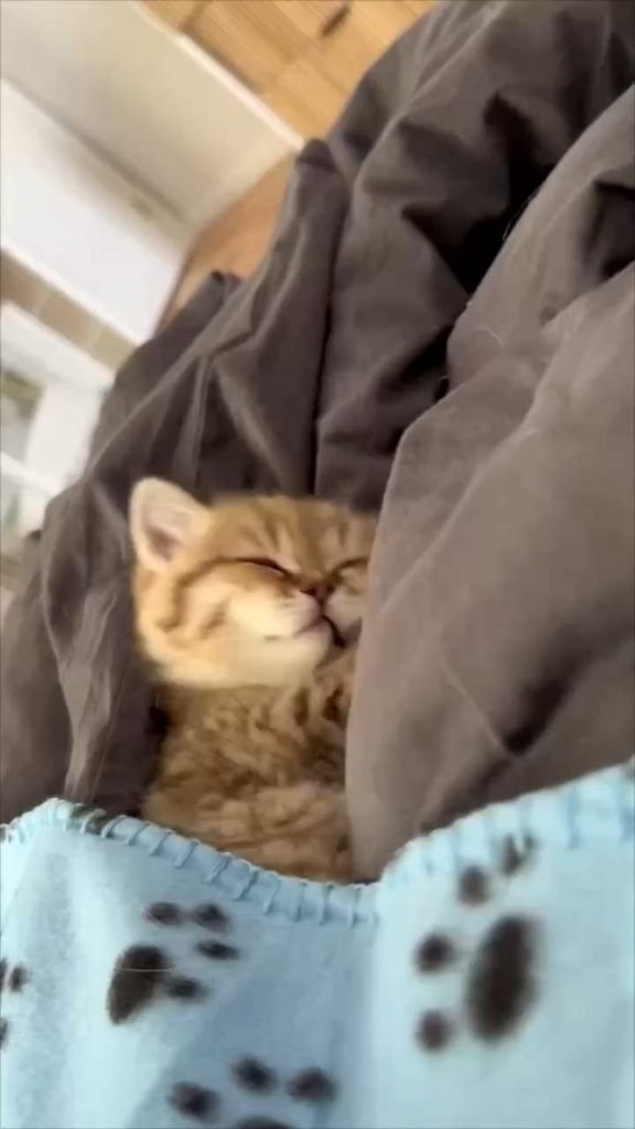 マチコボタ