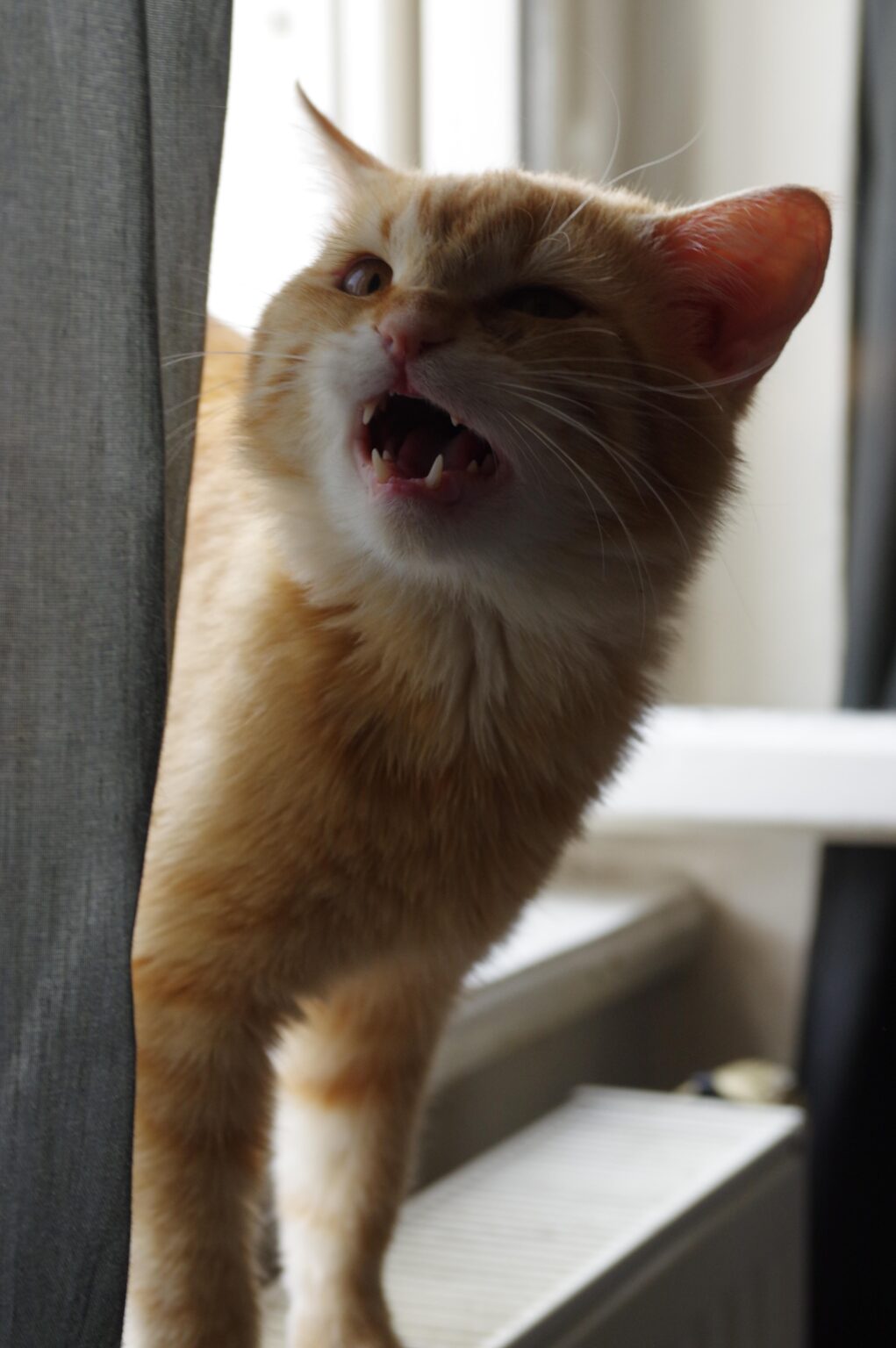 猫のバックパックは何ですか？