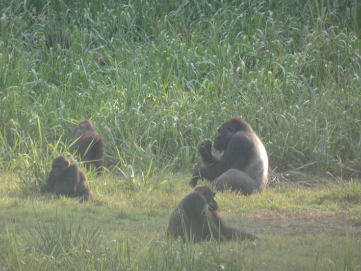 【ご支援ありがとうございました】390万円、41％達成。6月10日着金予定です。活動内容を詰めます。 100年後もマルミミゾウがいる世界へ。アフリカの森を護りたい！（岡安　直比（認定NPO法人UAPACAA国際保全パートナーズ） 2025/04/19 投稿） - クラウドファンディング READYFOR