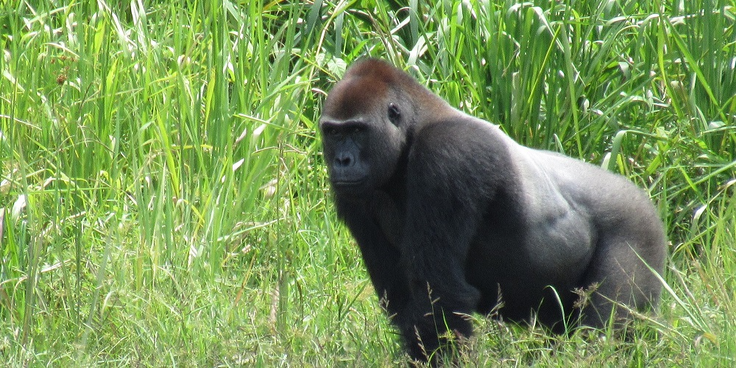【ゴリラ編：動画有り】吾輩はシルバーバックである。名前はまだ無い！？『プチ・サバンナ点描』 100年後もマルミミゾウがいる世界へ。アフリカの森を護りたい！（岡安　直比（認定NPO法人UAPACAA国際保全パートナーズ） 2025/04/10 投稿） - クラウドファンディング READYFOR