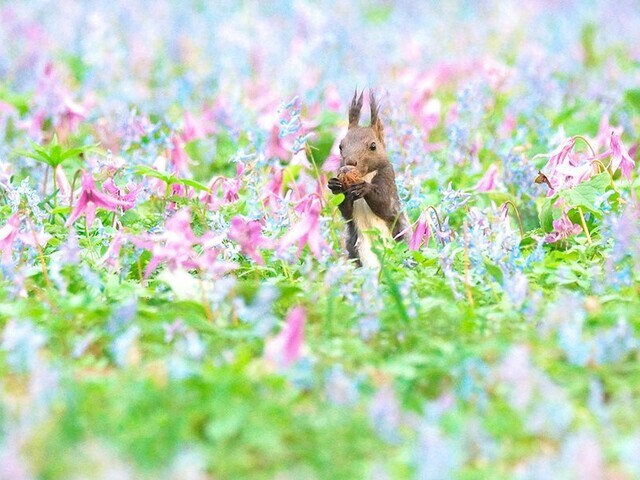 【北海道 〜春の絶景10選〜】エゾリスが生息し、花々あふれる神社はまるで“絵本の世界”／2025年版 - コラム - 緑のgoo - goo.ne.jp