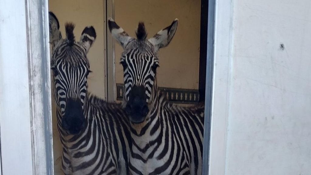 ドイツの警察は、国境管理中にバンに2つのシマウマと6つのサルを見つけるでしょう