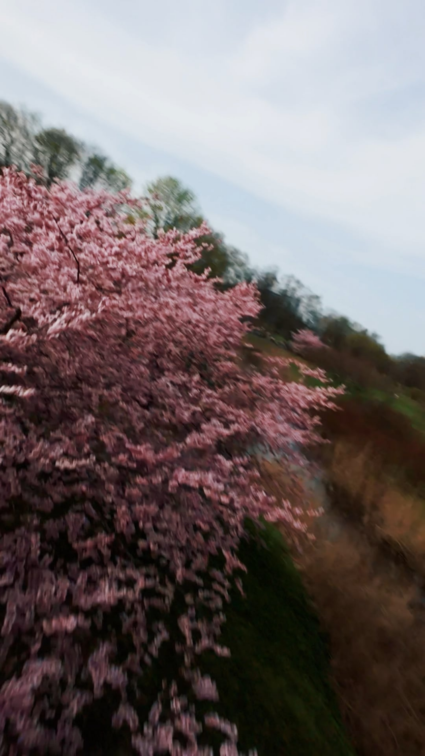 桜は本格的に咲きます！
