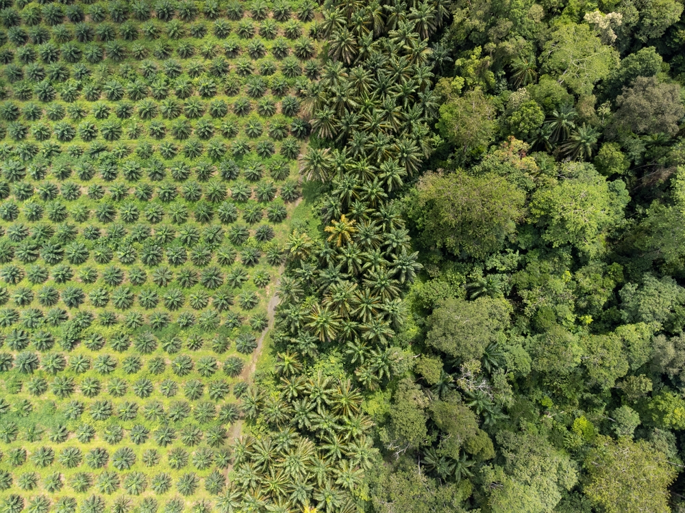 【EU】欧州委、EUDRの簡素化内容発表。デューデリジェンス声明提出負担を軽減 | Sustainable Japan