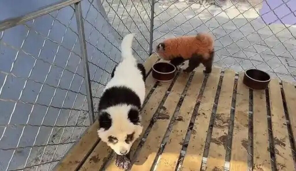 動物園の「パンダ柄」の犬が物議―中国