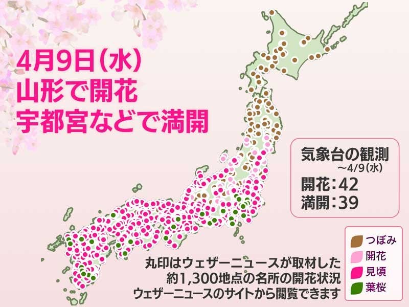 今日の桜開花状況 4月9日(水) 山形で開花 新潟は開花から3日で満開へ
