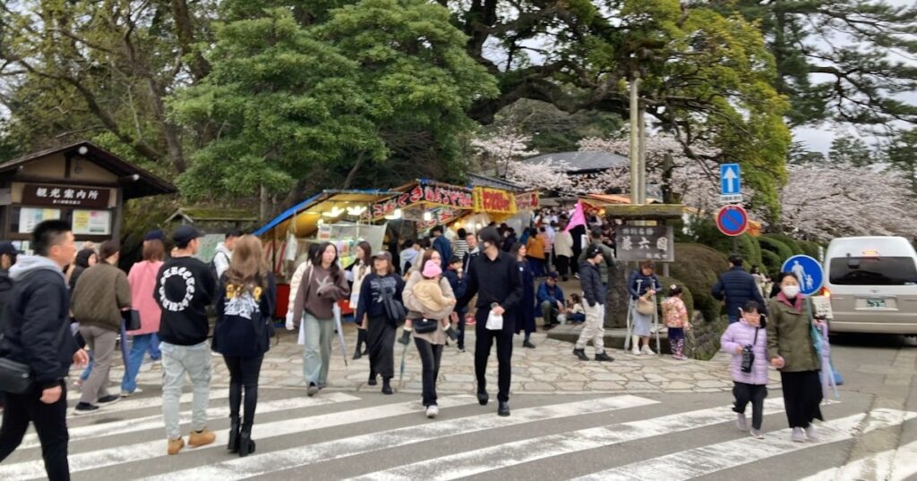 観桜期の兼六園、入園者数44万5400人 過去3番目に多く