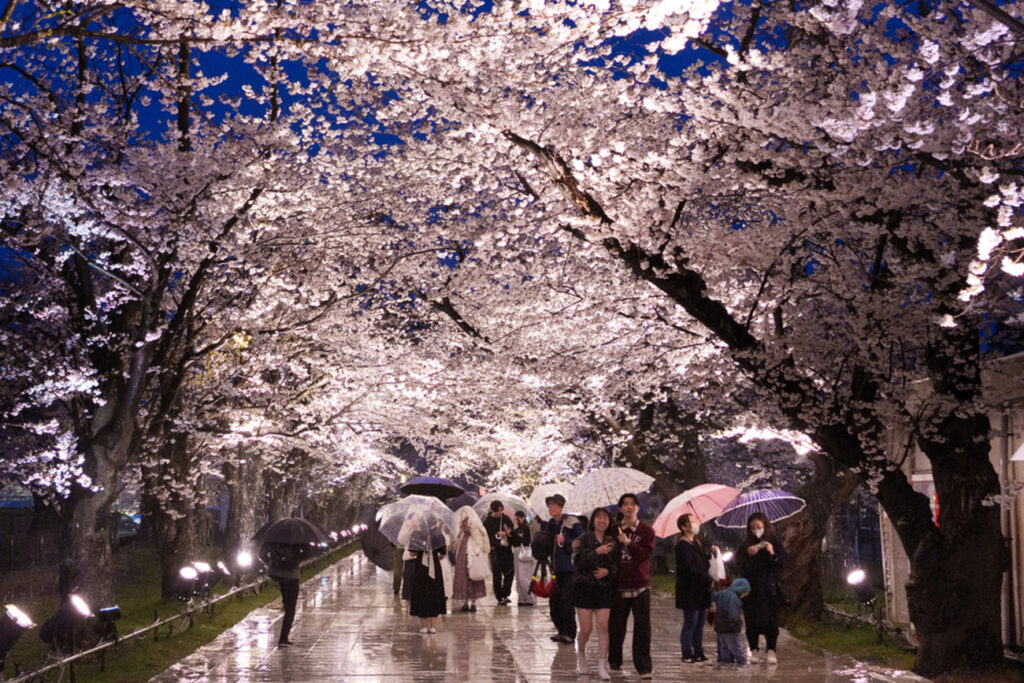 満開の「日本三大夜桜」美しく 高田城址公園観桜会 プロジェクションマッピングも人気 - joetsutj.com