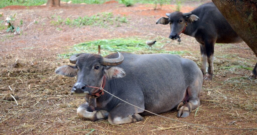 【インド人も牛肉を食べる】その数なんと2億人!? インドを支える牛の力 | 経済は地理から学べ!【全面改訂版】 | ダイヤモンド・オンライン