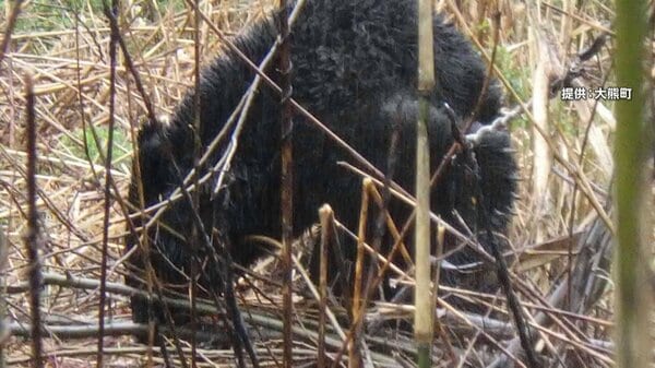 【独自】「普段は猫とか映っているが」岩手・紫波町の防犯カメラに熊が… 福島県「浜通り」で初めて捕獲も｜FNNプライムオンライン - FNNプライムオンライン