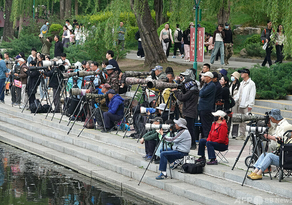 中国の若者が「鳥打ち」サークルに進出 新たなレジャーが流行　写真1枚　国際ニュース：AFPBB News