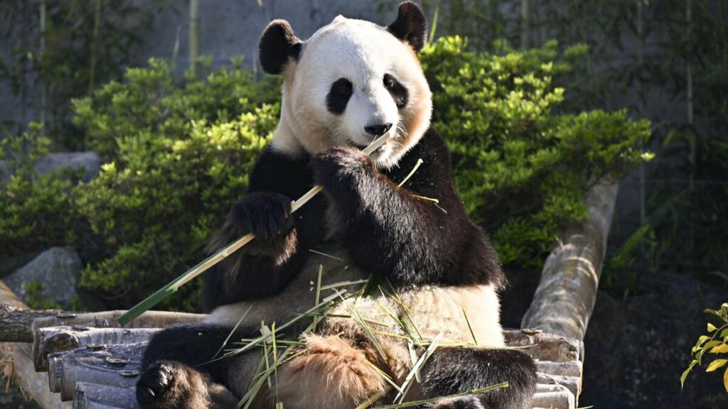 なぜ中国はパンダを日本に送らなくなったのか…｢1年後はパンダゼロに｣悲しみの声を無視する習近平主席の思惑 日中関係を図るバロメーターになっている | PRESIDENT Online（プレジデントオンライン）