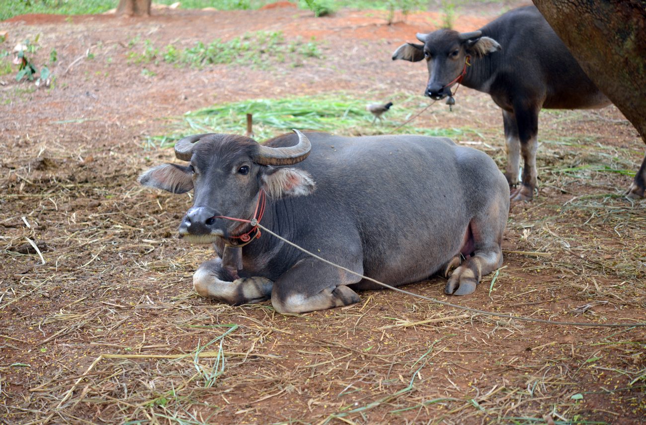 【インド人も牛肉を食べる】その数なんと2億人!? インドを支える牛の力