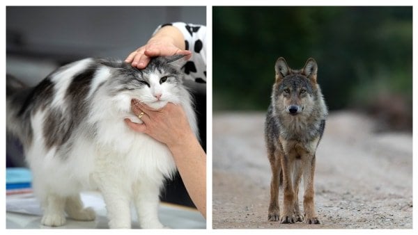 おびえた男の子はオオカミを恐れて1時間半に座っていました：専門家はそれが猫だったと言います