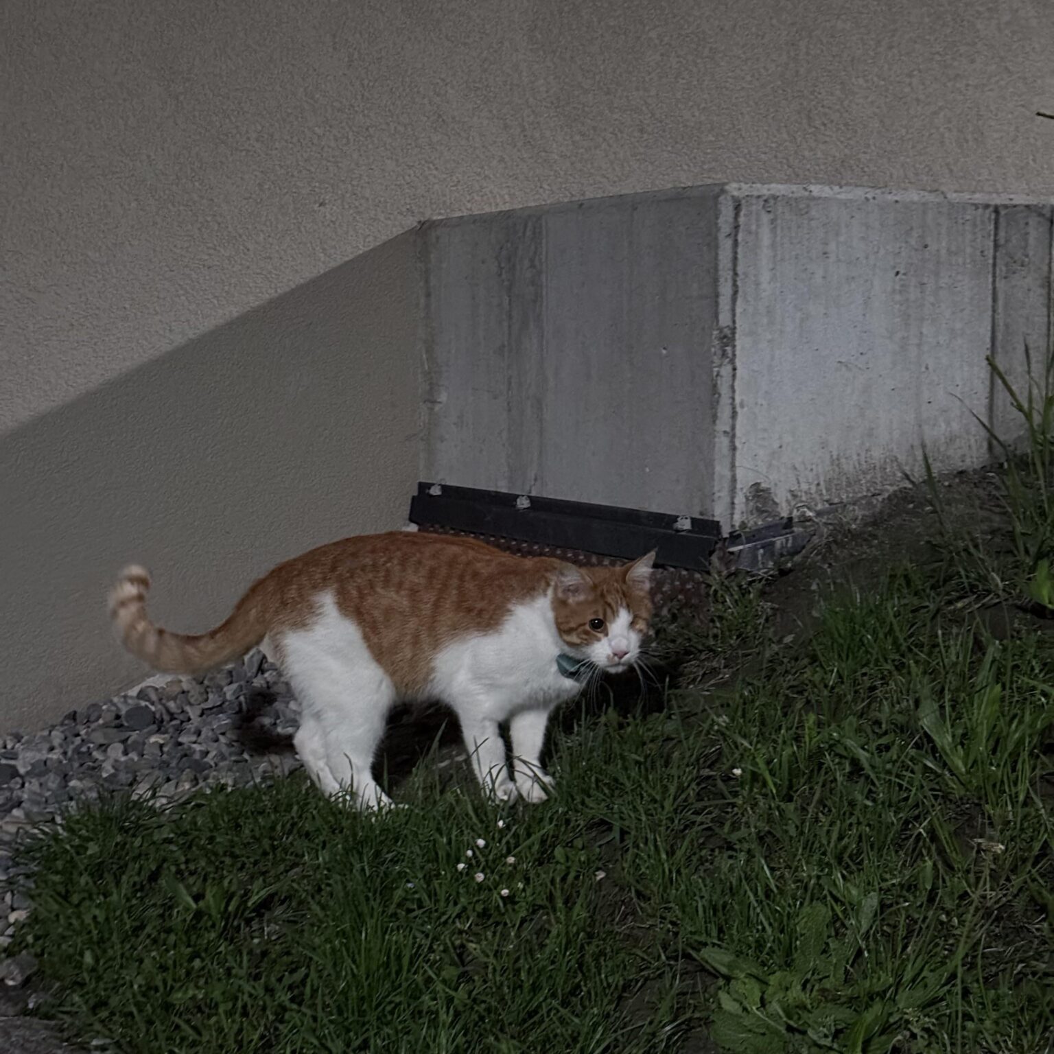 私の猫が他の投稿に出会うための更新。