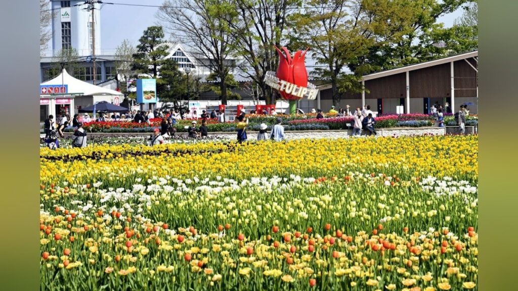 咲いた・咲いた・３００万本のチューリップの花が、富山・砺波でフェア開幕
