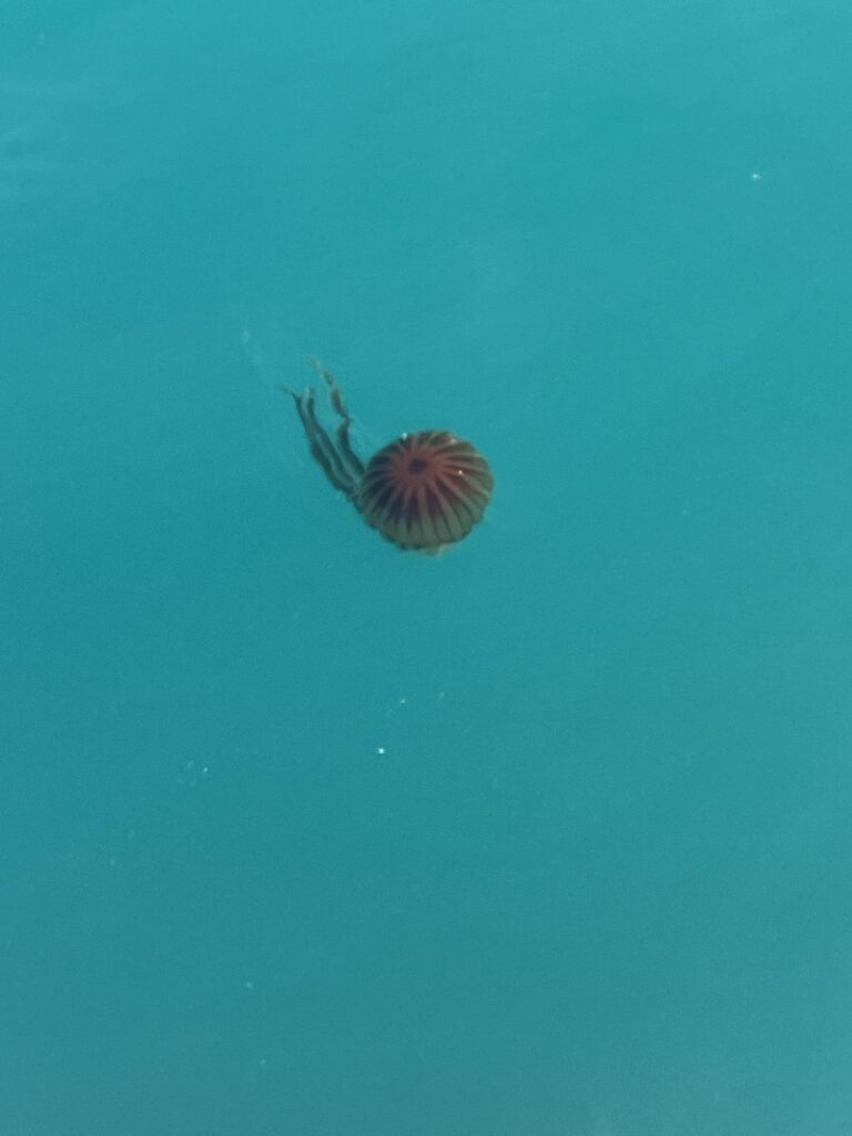私たちの海岸でこれまで見たコンパスクラゲの最も美しい標本