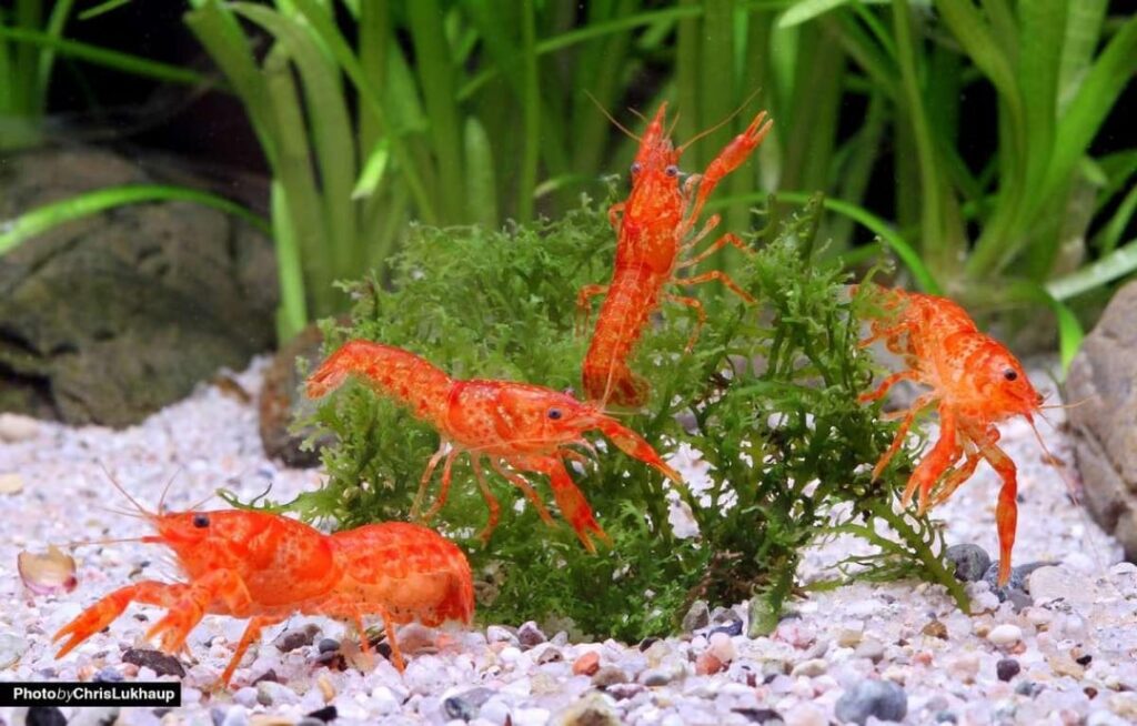 水族館のエビ/小さなザリガニ