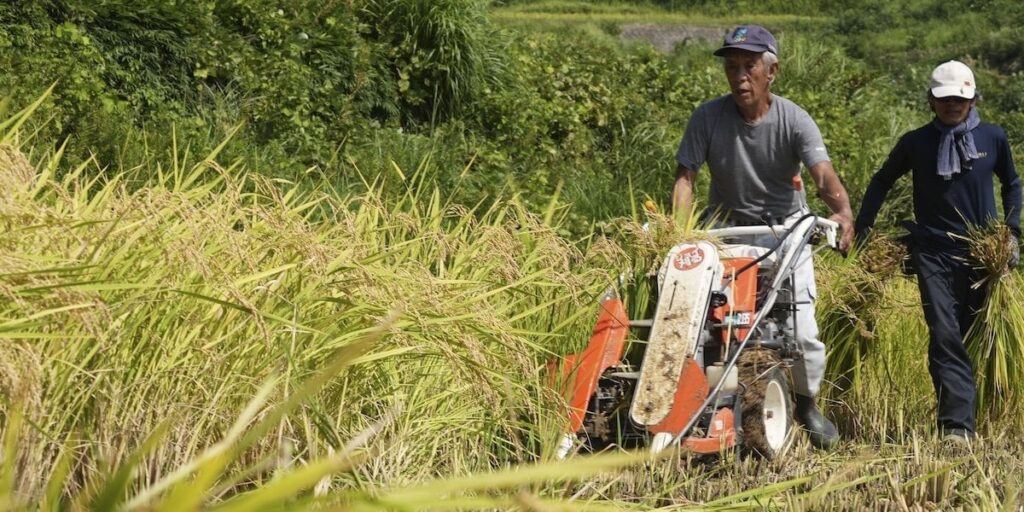 日本は米の深刻な欠乏に直面しています