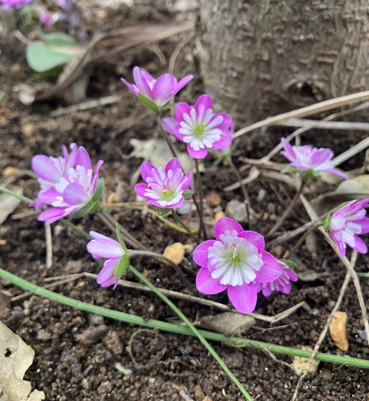 Yamagata Life Diary – Yukiwariso and Ishikawa Garden