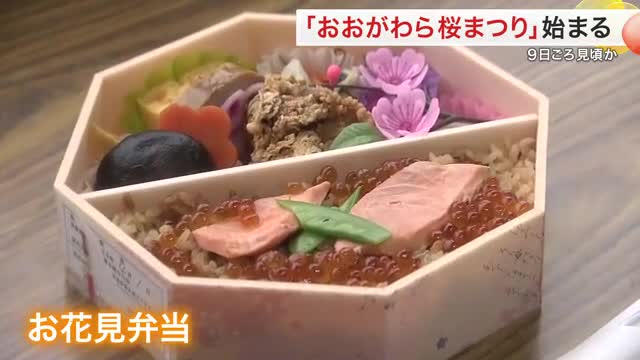おおがわら桜まつり始まる 開花まであと少し お花見弁当や露店がおもてなし ３日ごろ咲き始めか〈宮城〉(仙台放送ＮＥＷＳ) - goo ニュース