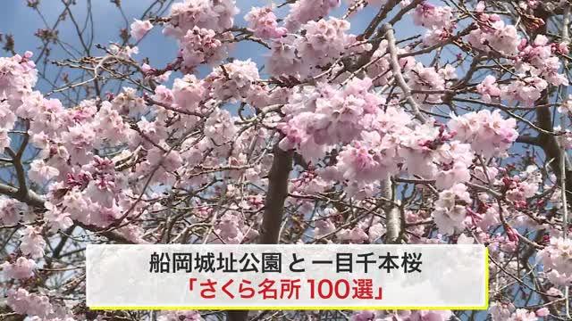 宮城県南部にもサクラの便り 白石城の益岡公園 しばた桜まつりの一目千本桜 見頃はいつ？(仙台放送ＮＥＷＳ) - goo ニュース