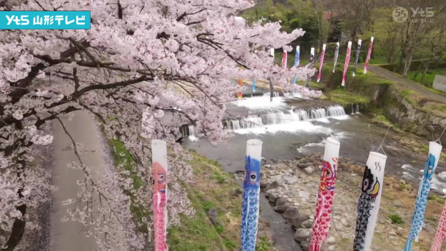 山形・高瀬地区 サクラとこいのぼりが織り成す絶景(山形県) - goo ニュース