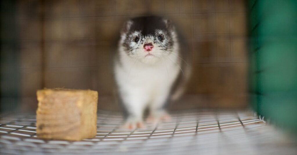 すべてのミンクの繁殖はスウェーデンで閉鎖されています