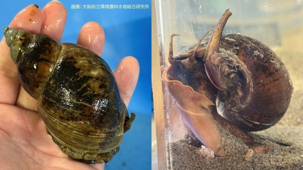 【速報】『バイ貝』が大阪湾で30年ぶりに発見　90年代に姿を消した理由はインポセックス＝雌の雄性化現象か