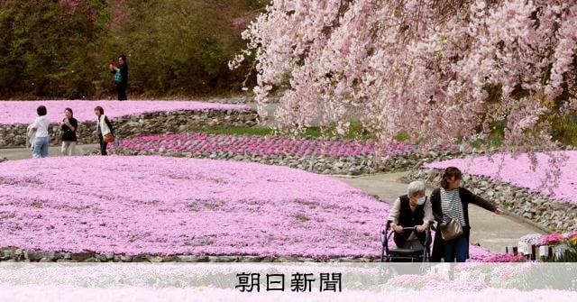40年続く庭園でシバザクラが見頃 兵庫・三田の「花のじゅうたん」