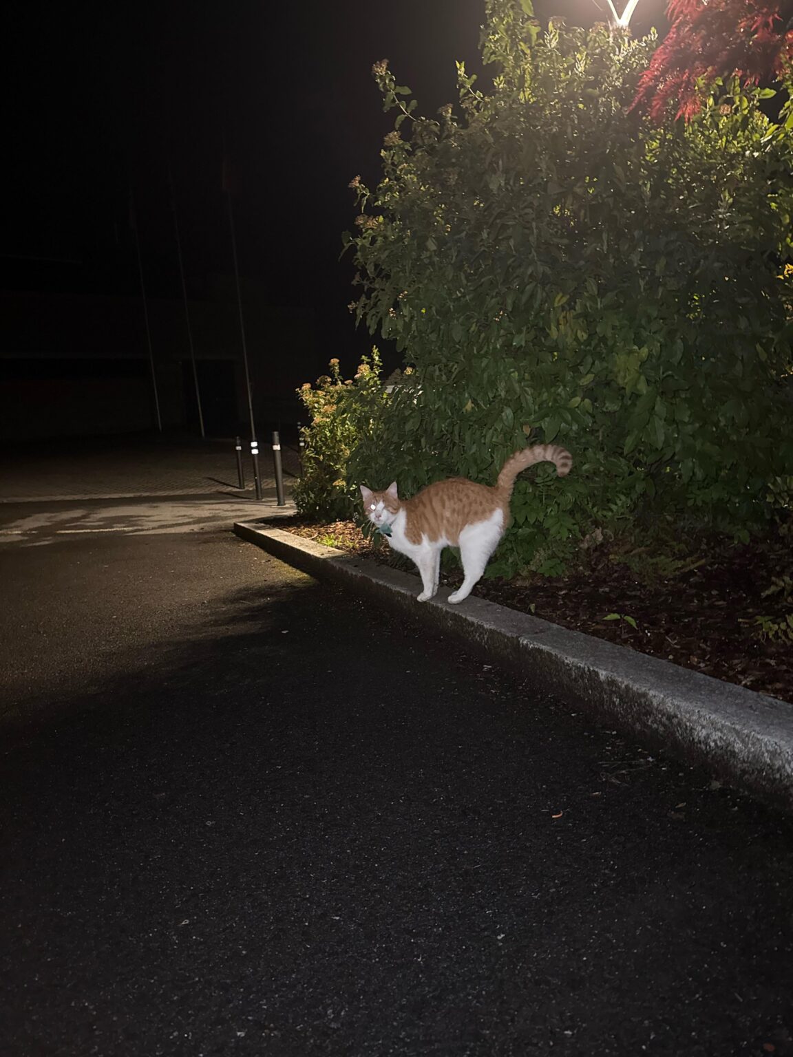 どこにでも私をフォローしている猫
