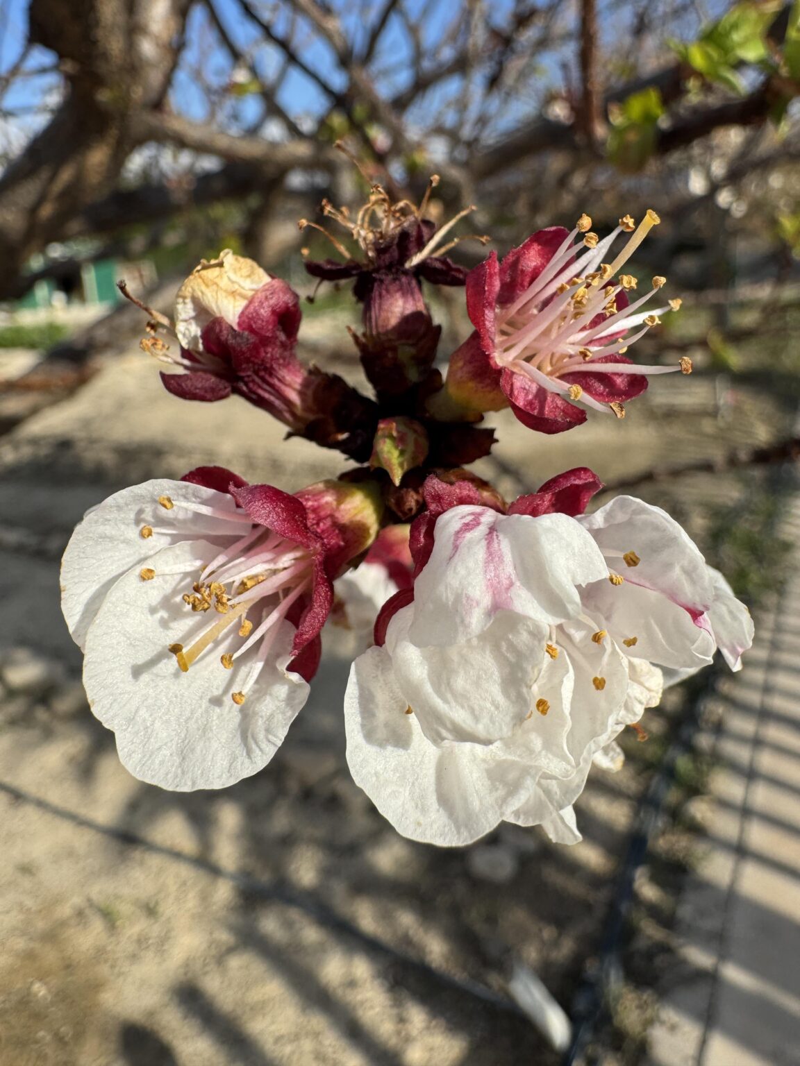 プリマベラ🌸