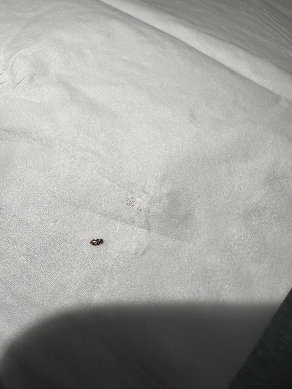 助けて、この昆虫