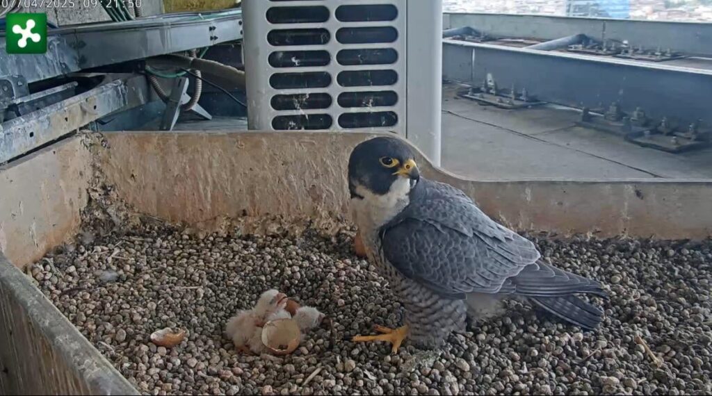 ファルケッティデルピレローンが生まれました！ 🐣