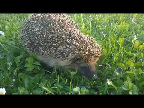 ビデオヘッジホッグ。結婚式の朝:)