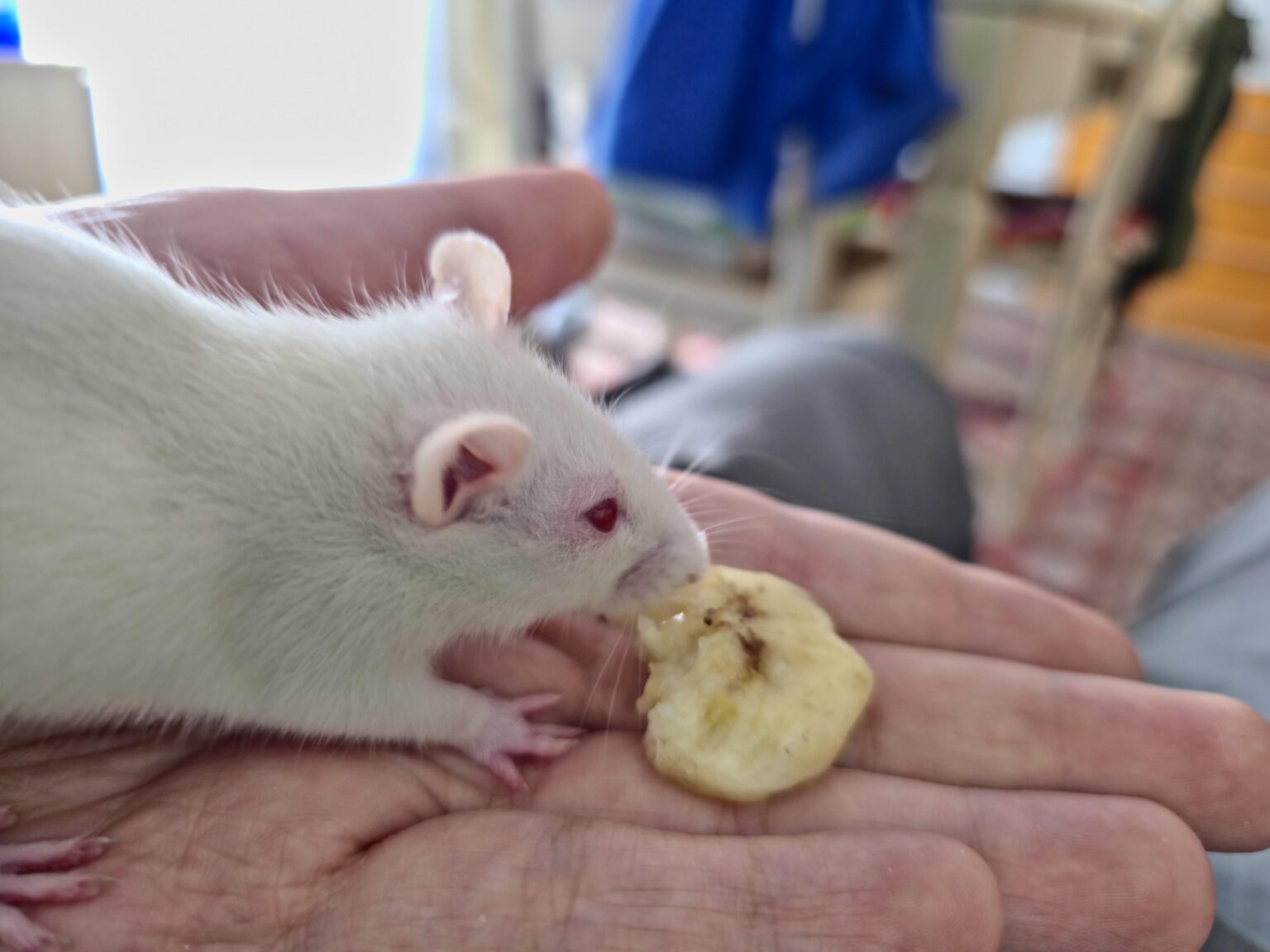 私のネズミを養う方法のヒント？