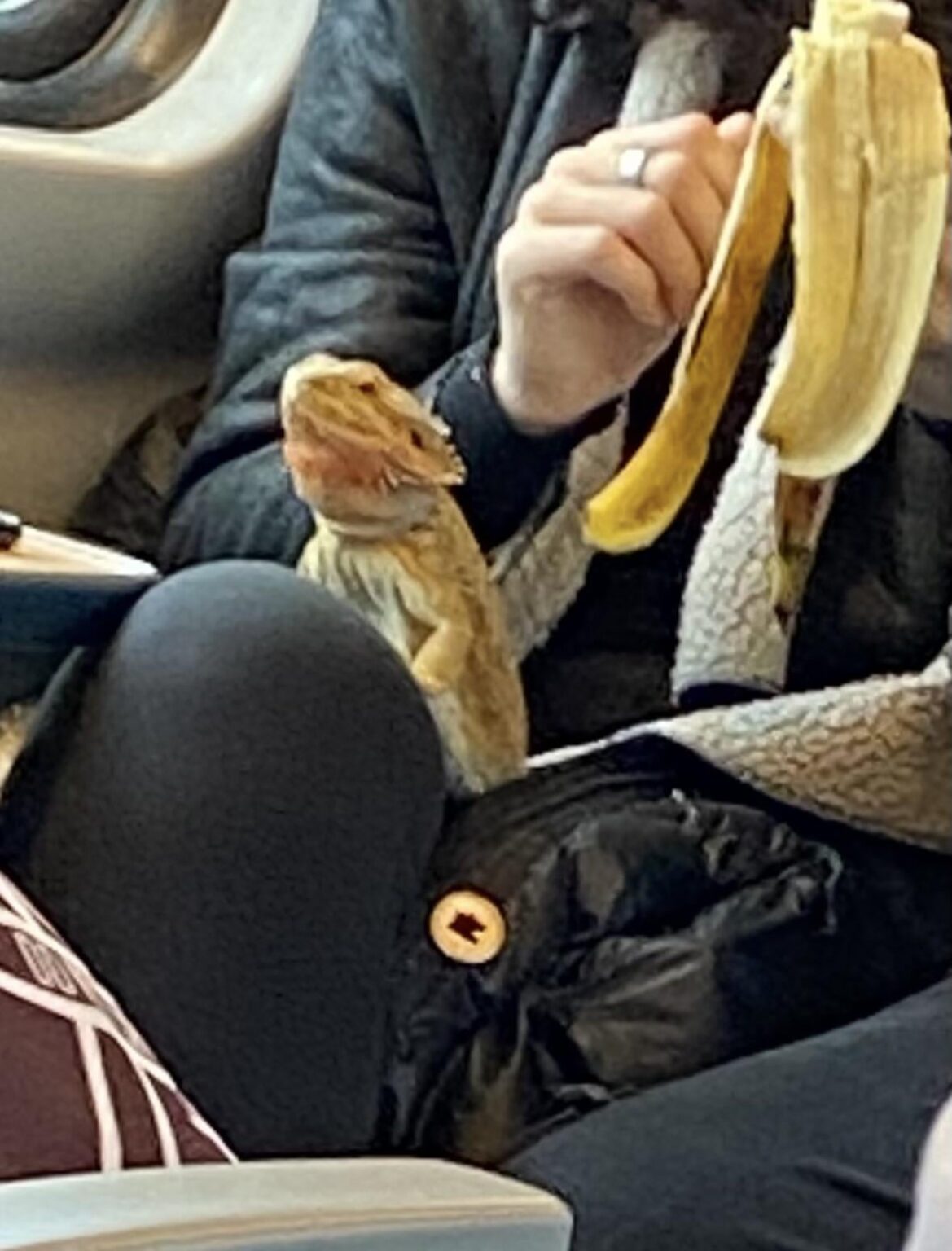 公共交通機関から奇妙な写真はありますか？