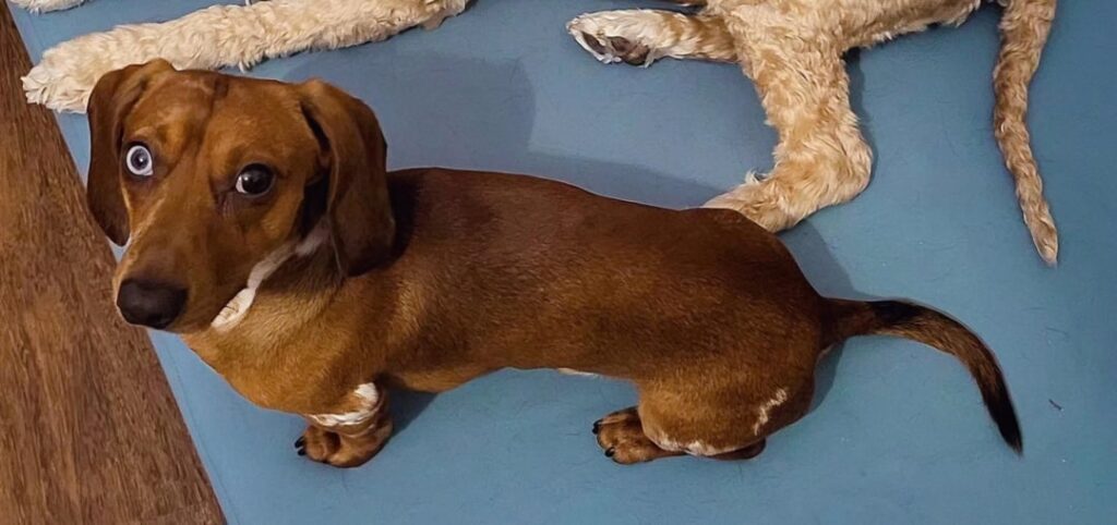 行方不明の犬（アミアル、ポルト）