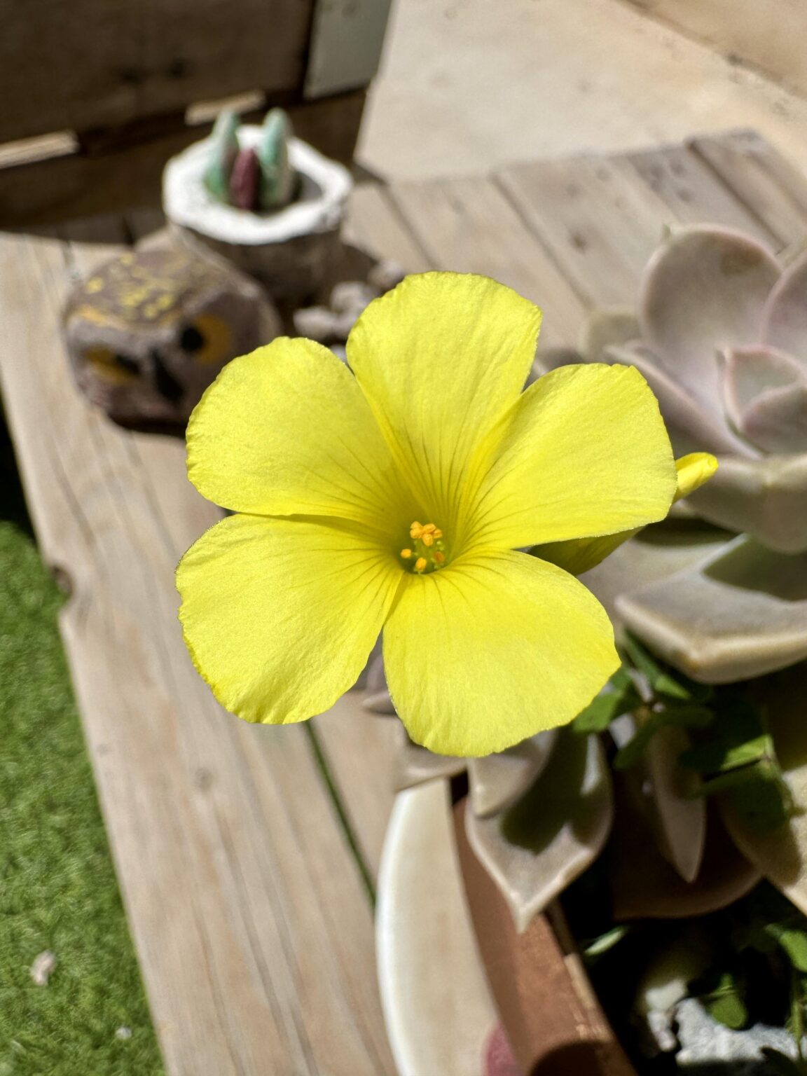 プリマベラ🌷