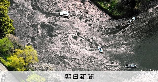 流れる季節、惜しむ桜のじゅうたん 千鳥ケ淵の「花いかだ」が見頃
