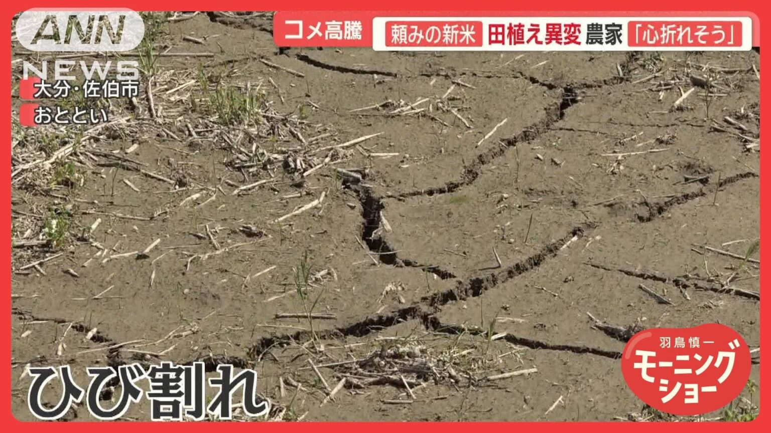 頼みの新米に異変　干上がる田んぼに…枯れ始める苗　コメ農家悲鳴「心折れそう」（テレビ朝日系（ANN）） - Yahoo!ニュース